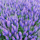 Salvia nem. Blue Bouquetta GM P9 BIO