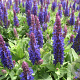 Salvia nemorosa Sensation Deep Blue GM P9 BIO