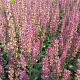 Salvia n. 'Katsjing' GM P9 BIO