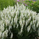 Salvia nem. 'Schneehügel' GM P9 BIO