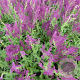 Salvia nem. 'Schwellenburg' GM P9 BIO