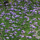 Scabiosa columbaria GM P9 BIO