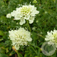 Scabiosa ochroleuca 'Moon Dance' GM P9 BIO
