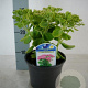 Sedum spectabile 'Brillant' GM P9 BIO
