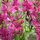 Sidalcea oregana 'Brilliant' GM P9 BIO