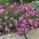 Silene schafta GM P9 BIO