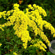 Solidago 'Goldkind' GM P9 BIO