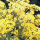 Solidaster luteus 'Lemore' GM P9 BIO