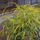 Solidago rugosa 'Fireworks' GM P9 BIO