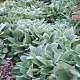 Stachys byzantina 'Big Ears' GM P9 BIO