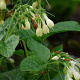Symphytum grandiflorum GM P9 BIO