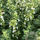 Teucrium cham. 'Album' GM P9 BIO
