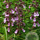 Teucrium chamaedrys GM P9 BIO