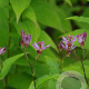 Tricyrtis 'Dark Form' GM P9 BIO