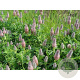 Trifolium rubens 'Peach Pink' GM P9 BIO