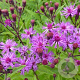 Vernonia crinita GM P9 BIO
