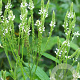Verbena hastata 'Alba' GM P9 BIO