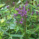Verbena hastata 'Blue Spires' GM P9 BIO
