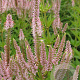 Veronicastrum virg. 'Challenger' GM P9 BIO