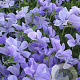 Viola (C) 'Boughton Blue' GM P9 BIO
