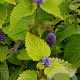 Agastache rugosa 'Golden Jubilee' GM P9 BIO