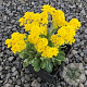 Alyssum saxatille GM P9 BIO