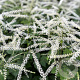 Aruncus 'Misty Lace' GM P9 BIO