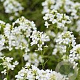Arabis suendermannii GM P9 BIO