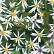 Aster divaricatus 'Beth' GM P9 BIO
