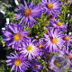 Aster 'Orpheus' GM P9 BIO