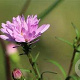 Aster 'Vasterival' GM P9 BIO