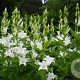 Campanula lactiflora 'Alba' GM P9 BIO