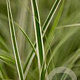 Carex oshim. Everest GM P9 BIO