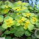 Chrysosplenium alternifolium GM P9 BIO