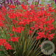 Crocosmia 'Twilight Fairy Crimson' GM P9 BIO