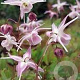 Epimedium grandiflorum 'Akebono' GM P9 BIO