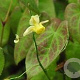 Epimedium 'Moonlight' GM P9 BIO