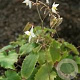 Epimedium stellatum Long Leaf Form GM P9 BIO