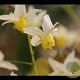 Epimedium 'Totnes Turbo' GM P9 BIO