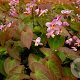 Epimedium versic. 'Cherry Tart' GM P9 BIO