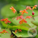 Epimedium warleyense GM P9 BIO