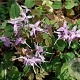 Epimedium youngianum 'Roseum' GM P9 BIO