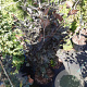 Fagus syl. 'Rohan Obelisk' 80-100 cm met kluit
