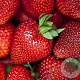Fragaria a. 'Korona' GM P9 BIO