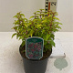 Fuchsia 'Genii' GM P9 BIO