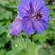 Geranium magnificum 'Turco' GM P9 BIO