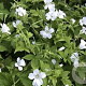 Geranium nodosum 'Silverwood' GM P9 BIO