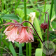 Geum 'Pink Fluffy' GM P9 BIO
