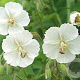 Geranium phaeum 'Album' GM P9 BIO
