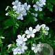 Geranium sylvaticum 'Album' GM P9 BIO